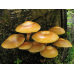 Мицелий Опенка летнего / Опенок липовый (Kuehneromyces mutabilis) Мицелий Опенка летнего / Опенок липовый (Kuehneromyces mutabilis)